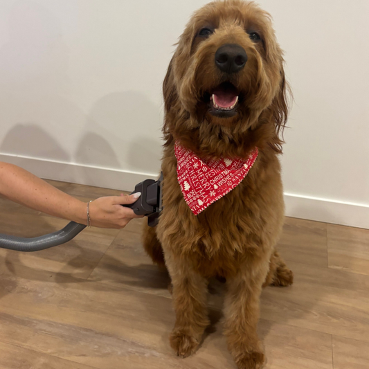 Fetch&Pooch™ The Groominator